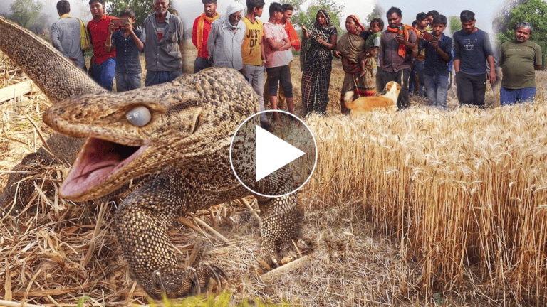 The biggest creature ever found while cutting wheat, watch this creature whine like a cobra snake