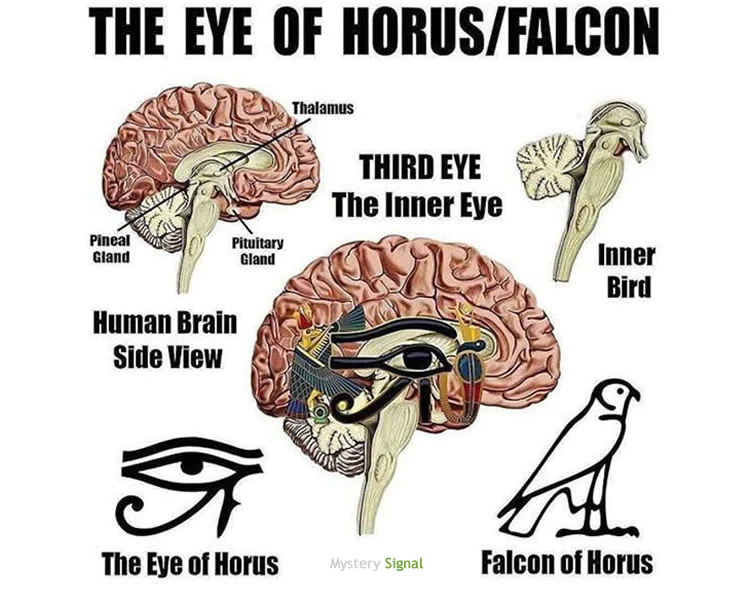 Eye of Horus : Fractions in your Brain - DAILY NEWS
