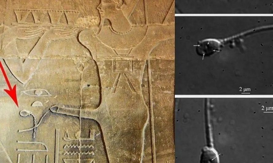 How Did the Ancient Egyptians Understand Sperm Without Microscopes?