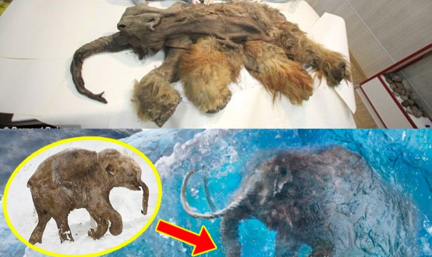 Unraveling the Mystery of the Ancient Mammoth Mummy: 3 Million Years Frozen in Antarctic Ice