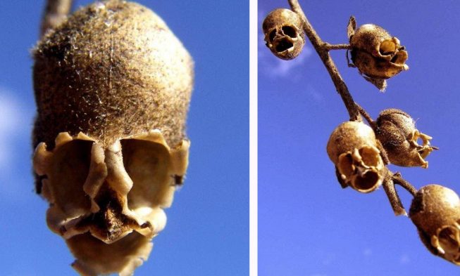 Snapdragon Flowers Look Eerily Similar to Skulls When They Die