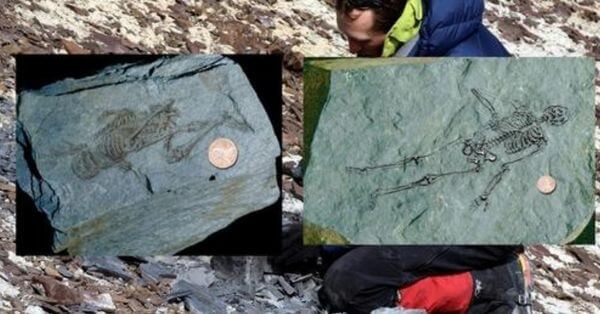 600 Million Year Old Fossils of Tiny Humanoids Found In Antarctica