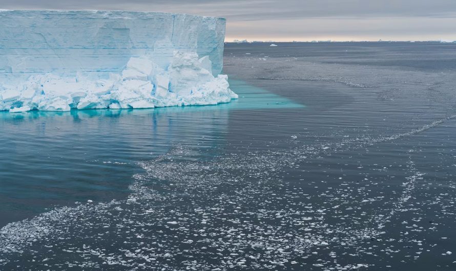 Antarctic iceberg the size of Chicago breaks off, reveals thriving undersea ecosystem