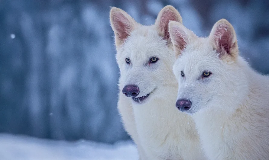 Scientists say they have resurrected the dire wolf