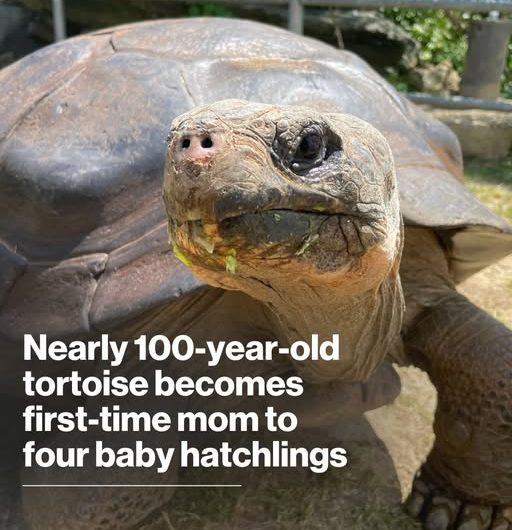Zoo’s oldest resident becomes 1st-time parent, welcomes 4 baby tortoises