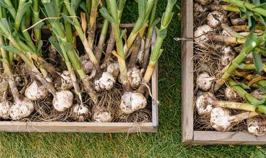 12 Best Foods To Support Digestive and Gut Health