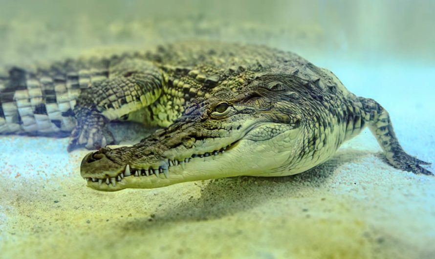 Crocodile Attacks Tourist Who Climbed Into Its Pen for a Selfie With It