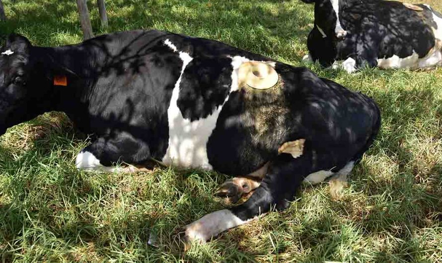 What Are Portholes, and Why Are They Used On Cows?