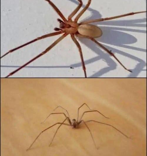 Be Careful! This Spider Will Harm You With Just One Bite.