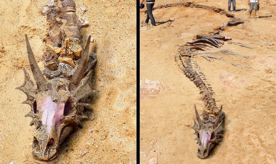 Dragon Bones in China: A Find That Captivates the World