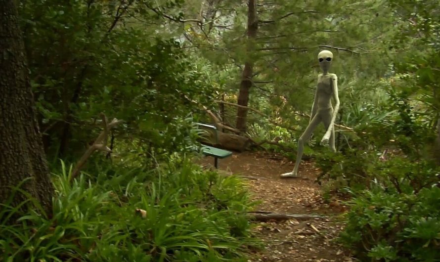 Unbelievable Encounter: 3-Meter-Tall Gray Alien Discovered Hiding in the Forest