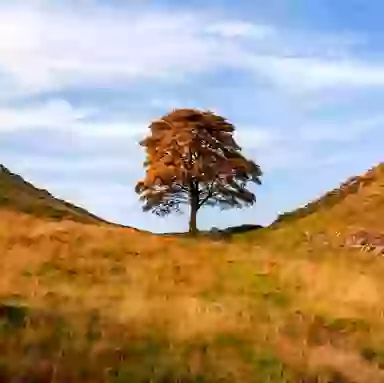 Men who felled 150-year-old tree in just three minutes found guilty and face brutal sentence