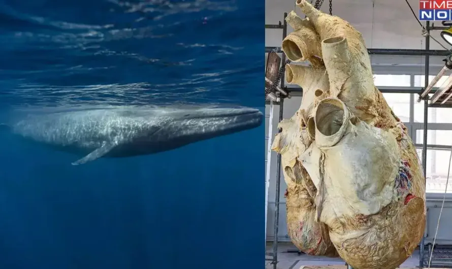 The Colossal Heart of the Blue Whale: A Biological Marvel