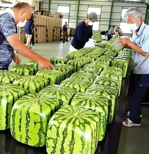 Japan’s Innovative Cube-Shaped Watermelons