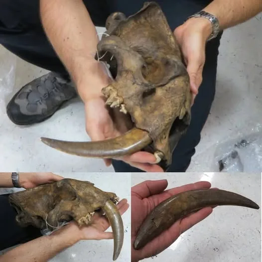 Iconic Saber-Tooth Cat skull could bring $1 million at Heritage Auctions