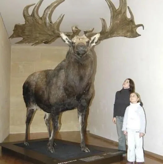 The Majestic Irish Elk: Unveiling the Story Behind a Prehistoric Giant