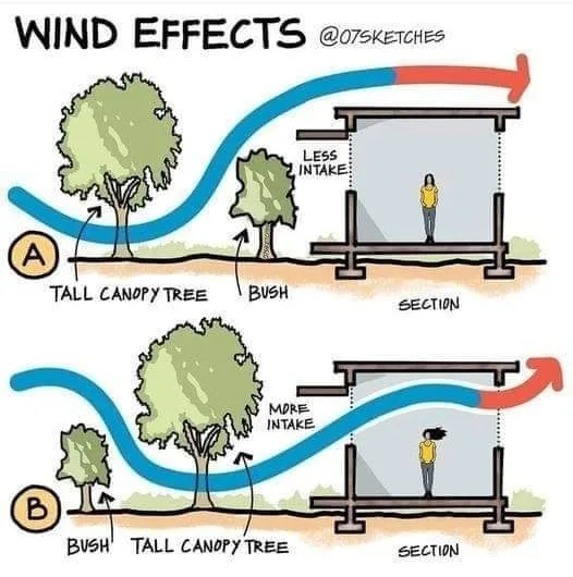 How Trees Shape the Wind: Nature’s Invisible Dance