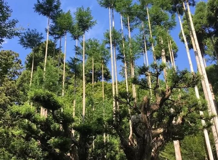 The Daisugi Technique: A 700-Year-Old Japanese Method for Sustainable Forestry