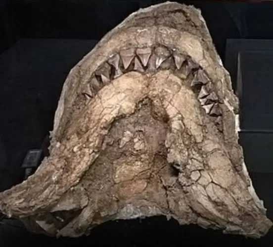 Giant of the Ancient Seas: 23-Foot Fossil Shark Unearthed in Peru