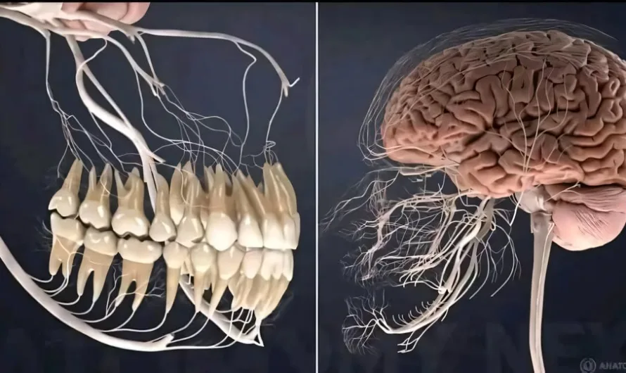 The Fascinating Connection Between Teeth and the Nervous System