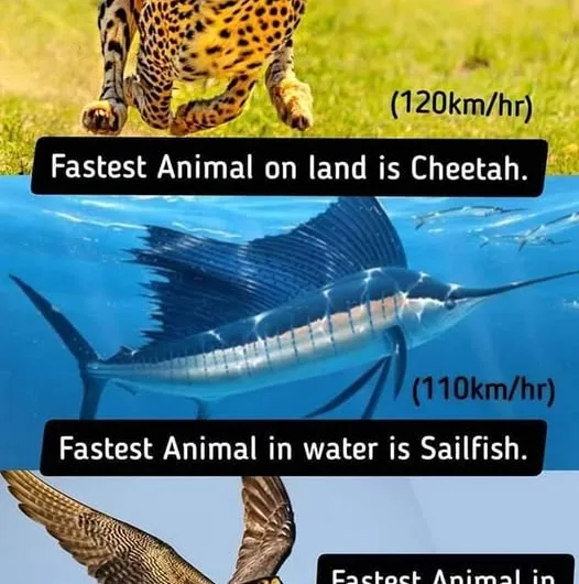 The Fastest Animals on Earth: Speed Demons of Land, Sea, and Sky