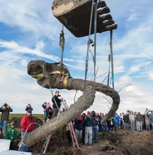 An Ice Age Enigma in Michigan: The Story of the Chelsea Mammoth