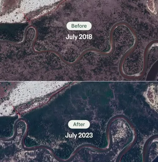 Your Searches Are Reforesting Our Planet: The Incredible Ecosia Impact!