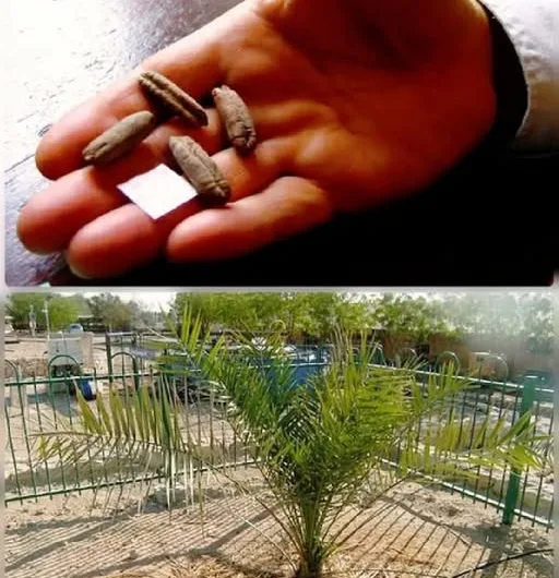 The Resurrection of a Lost Legacy: The 2,000-Year-Old Tree Named Methuselah