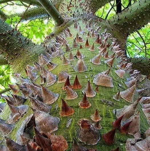 The Silk Floss Tree: South America’s Prickly Giant