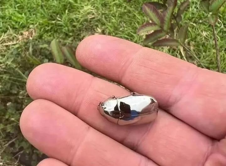 Shimmering Survival: The Story of the Mirror Beetle – Chrysina limbata