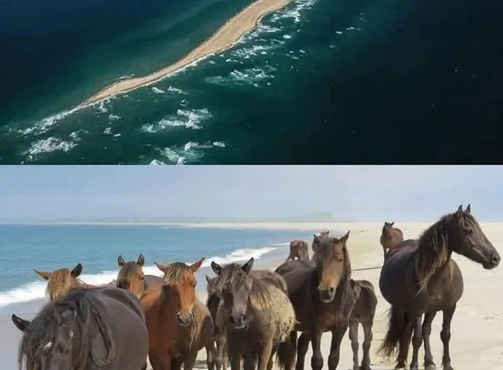 Sable Island: Where Wild Horses Roam and Shipwrecks Sleep