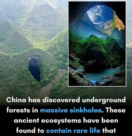 A Hidden World Beneath Our Feet: China’s Newly Discovered “Heavenly Pit” Reveals Ancient Forest