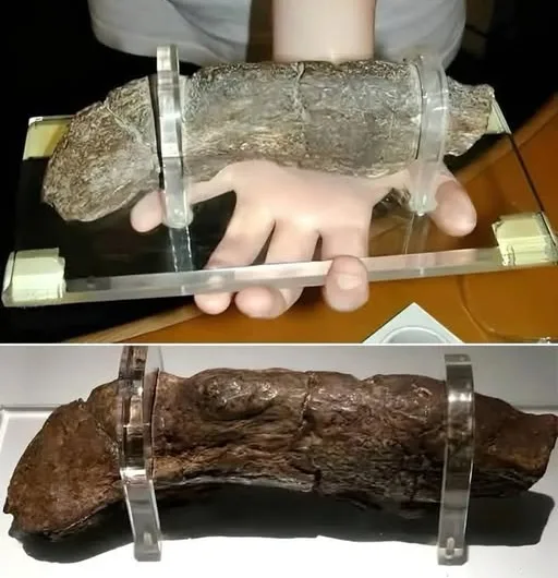 The Lloyds Bank Coprolite: The World’s Most Expensive Viking Poop