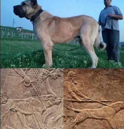 Aksaray Malaklısı and Assyrian War Dogs: A Breed Across Millennia?