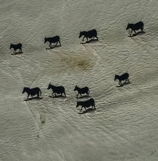 The Wild Donkeys of the Desert: A Study in Resilience