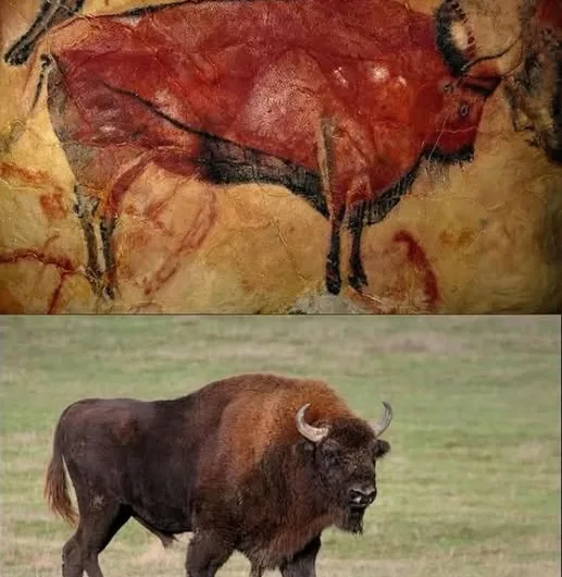 From Cave Walls to Wild Forests: The Enduring Legacy of the European Bison