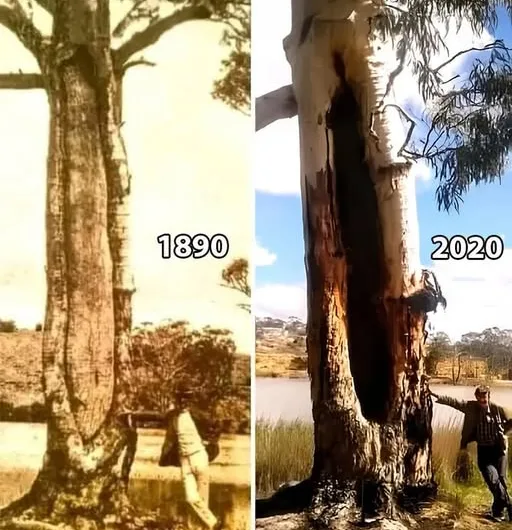 The River Red Gum: A Living Link to Indigenous Wisdom