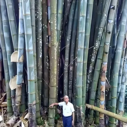 The Amazing World of Bamboo – Nature’s Green Giant