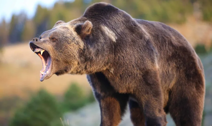 The Grizzly Bear: Paws of Power and Resilience