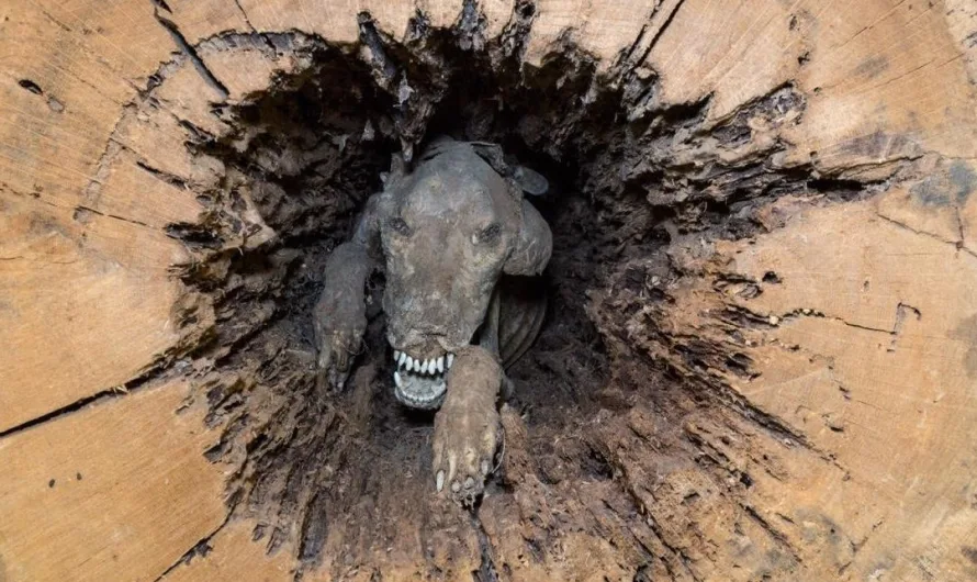 Stuckie: The Mummified Dog of Southern Forest World