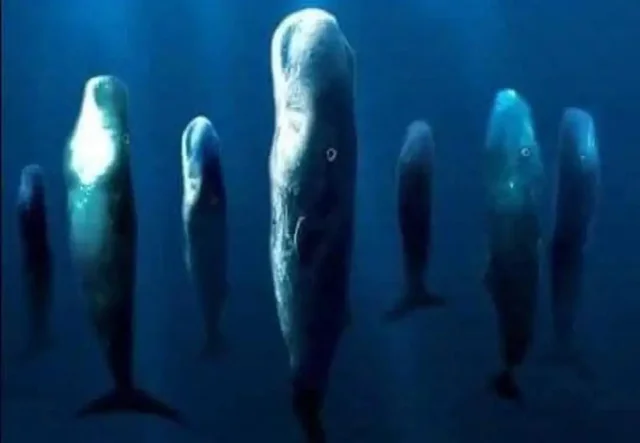 Why These Whales Are ‘Standing’ In the Ocean