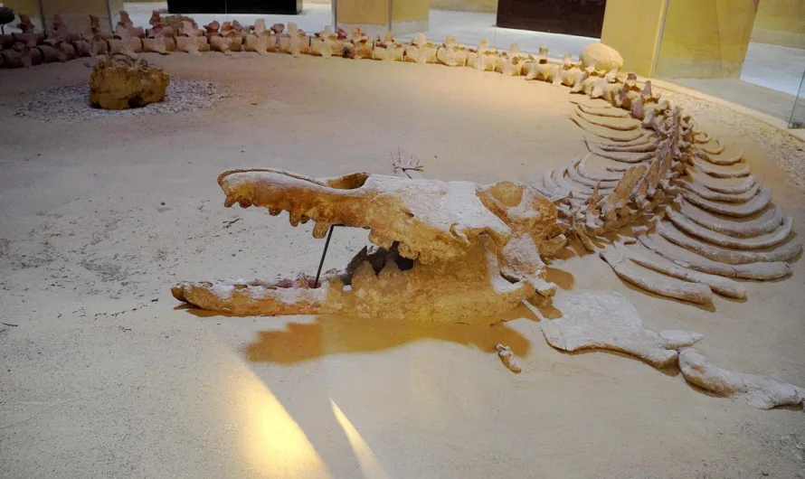 Wadi Al Hitan: Egypt’s Valley of the Whales Unveils Ancient Secrets