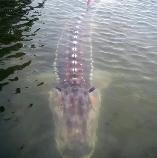 Glimpse of a River Giant: The Enduring Majesty of the Sturgeon