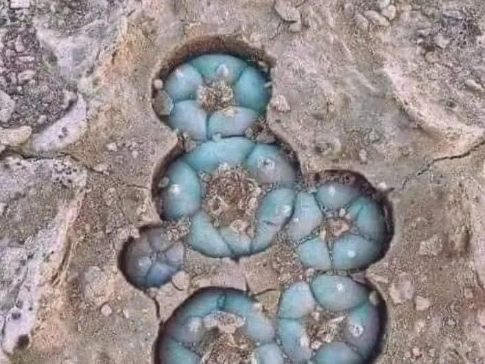 Nature’s Ancient Secret: The Sacred Cactus That Takes 30 Years to Grow – And Why It’s Banned in Mexico!
