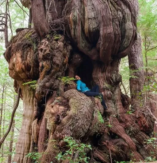 The Bulbous Cedar: A Marvel on the Path to Giants in Pacific Rim National Park