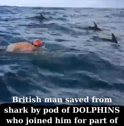 Guardians of the Deep: The Day Dolphins Saved Swimmers from a Shark