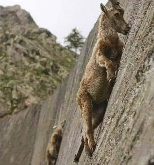 Defying Gravity for a Lick of Life: The Incredible Alpine Ibexes of Cingino Dam
