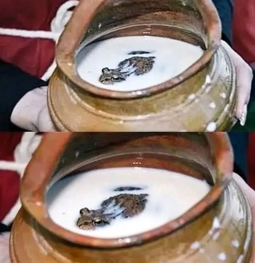 The Curious Case of Frogs in Milk: A Russian Preservation Secret