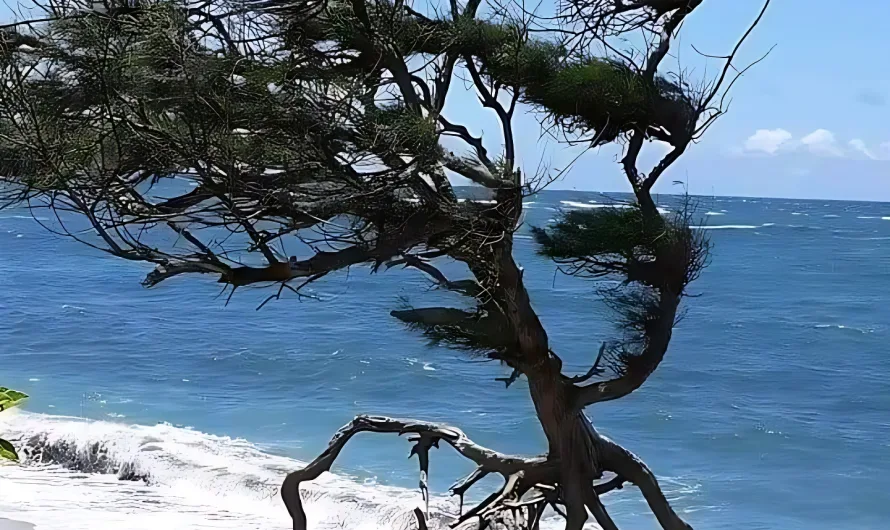 The Walking Trees of Ecuador: They Reportedly Move Up to 20 Meters Per Year