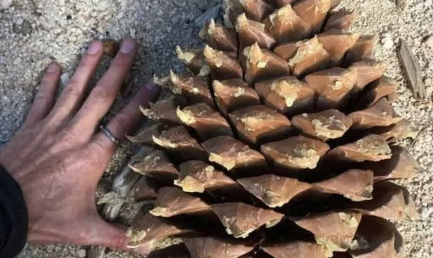 Beware the “Widowmaker”: When Pinecones Become Projectiles